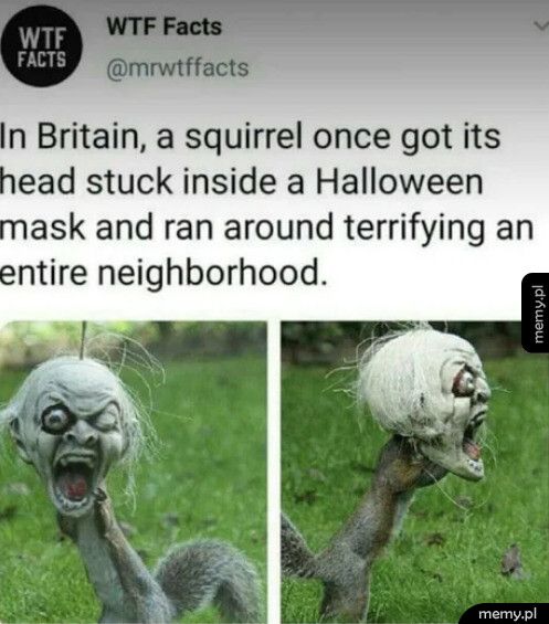 Kiedy wiewiórka przez przypadek założy maskę na Halloween