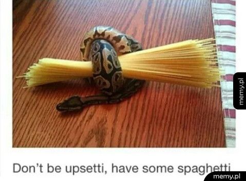 Wąż i jego spaghetti