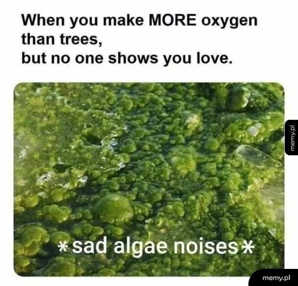 Kochajmy algi!