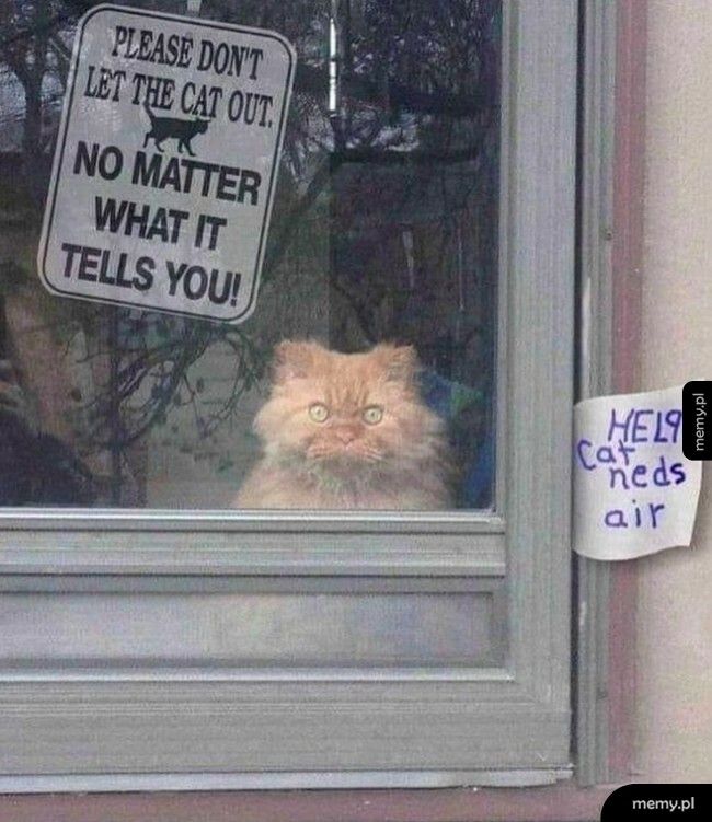 Nie wypuszczaj kota bez względu na to, co ci powie