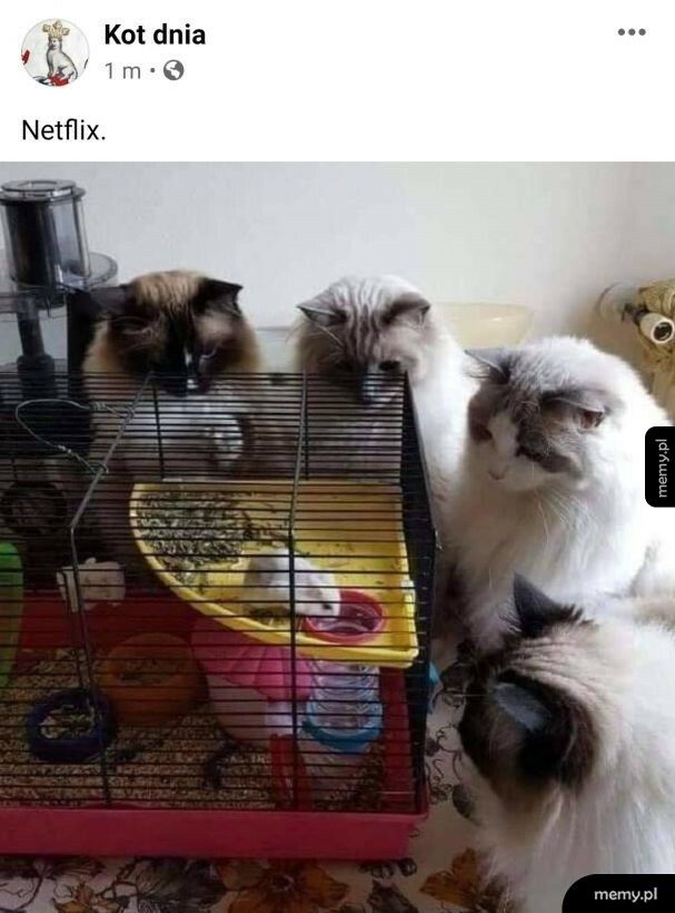 Koci Netflix