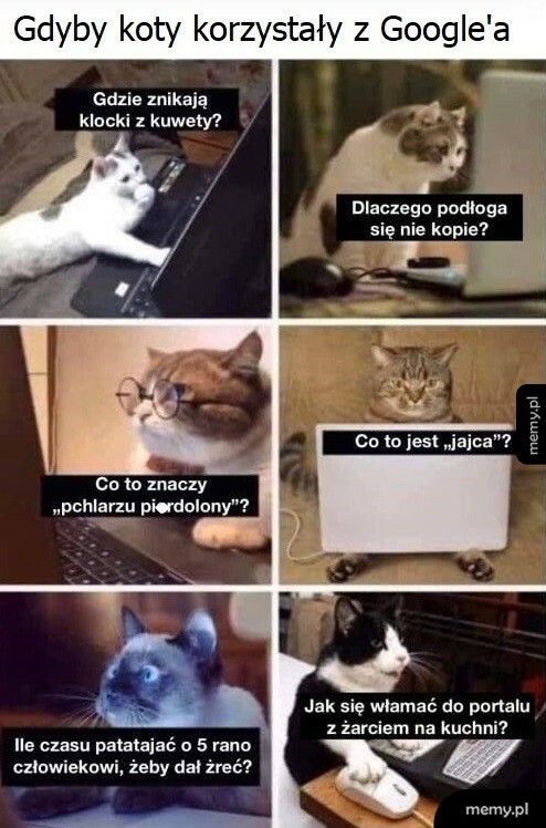 Koty i Google