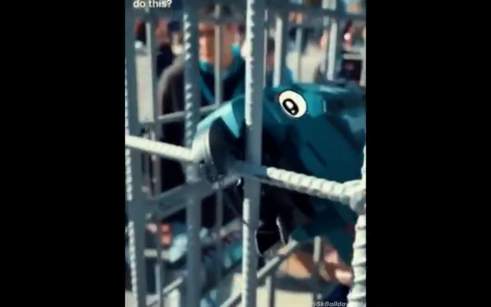   Papuga