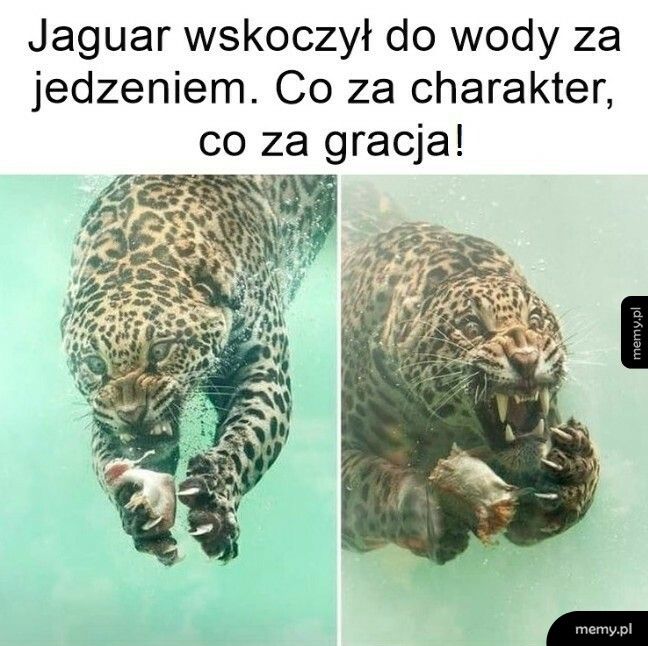 Jaguar z gracją