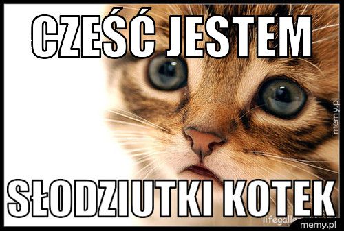 cześć jestem słodziutki kotek