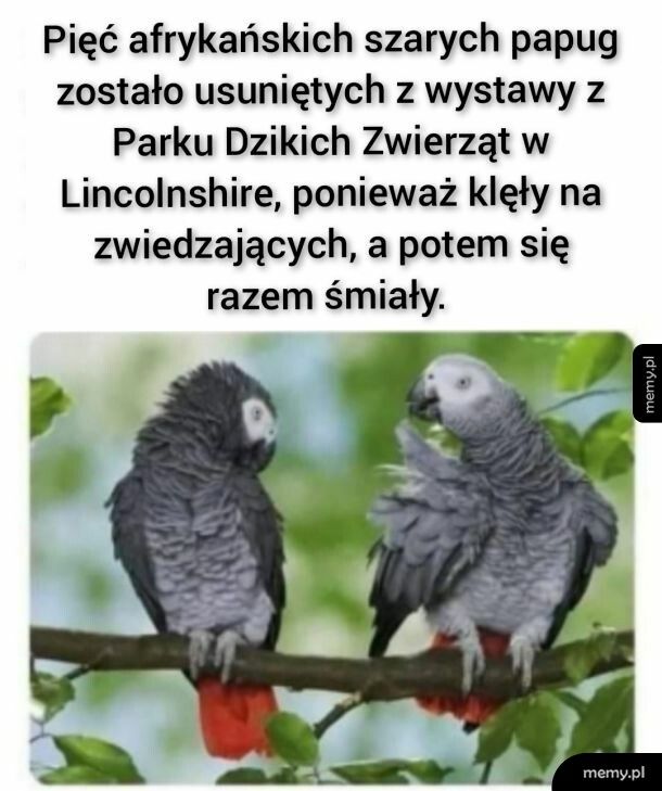 Afrykańskie papugi