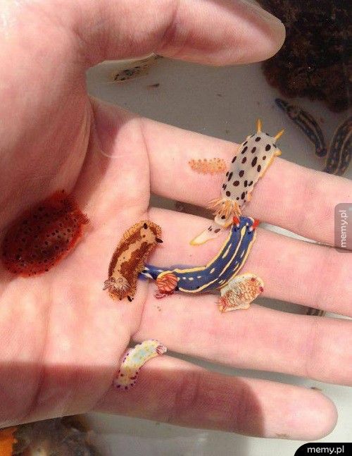 Małe ślimaki morskie