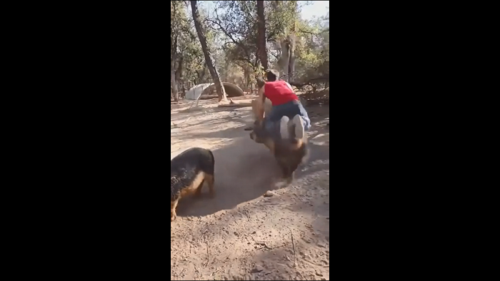 Świńskie rodeo