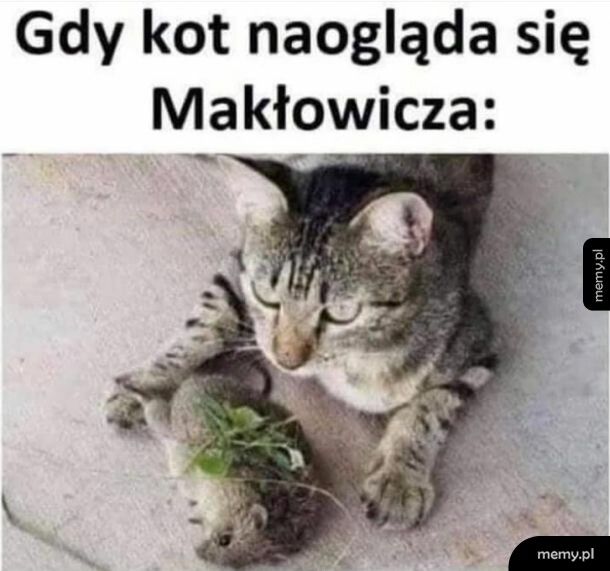 Gdy kot naogląda się Makłowicza