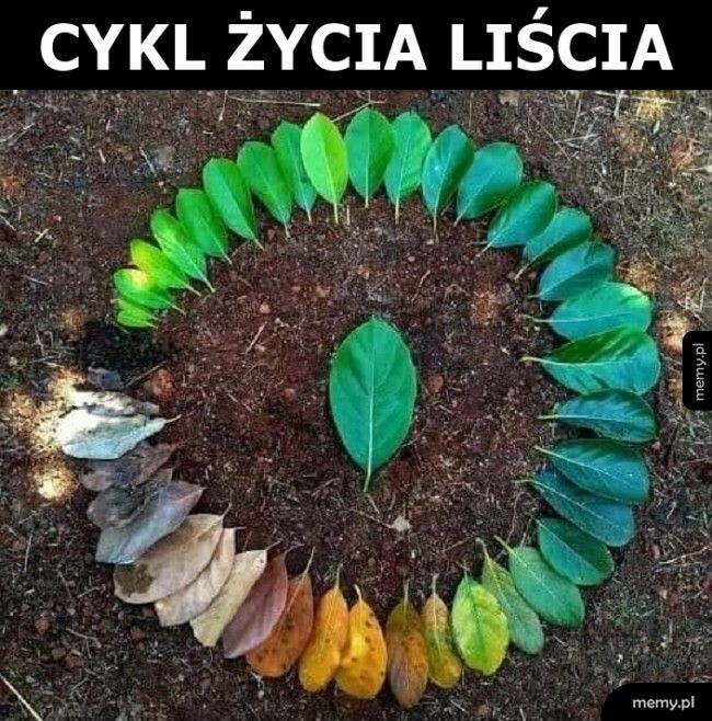Cyk życia liścia