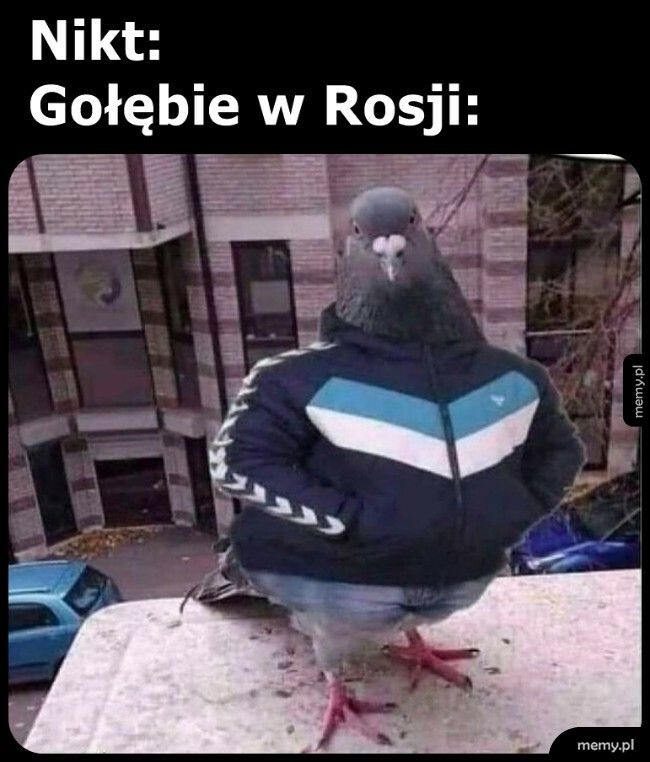 Gołębie w Rosji