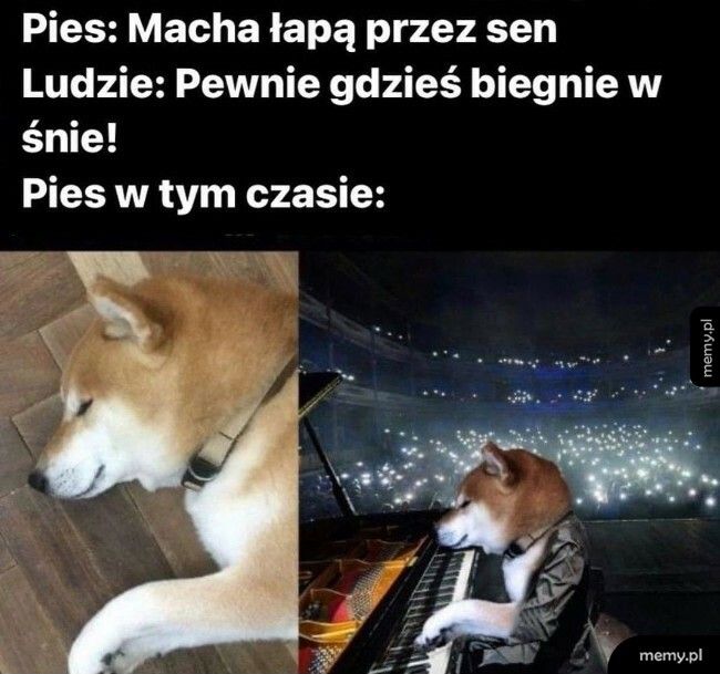 Psie sny