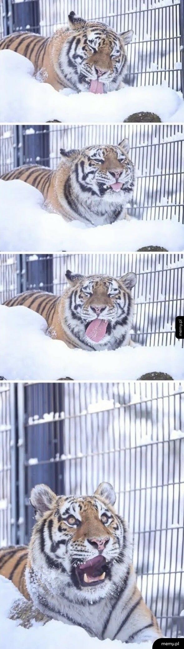 Tygrys i śnieg