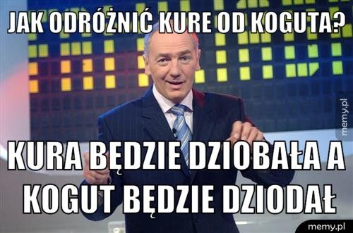 jak odróżnić kure od koguta? kura będzie dziobała a kogut będzie dziodał