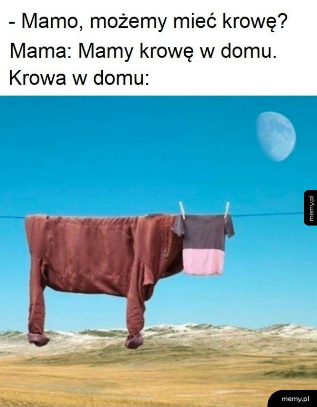 Krowa w domu