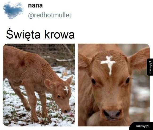 Święta krowa