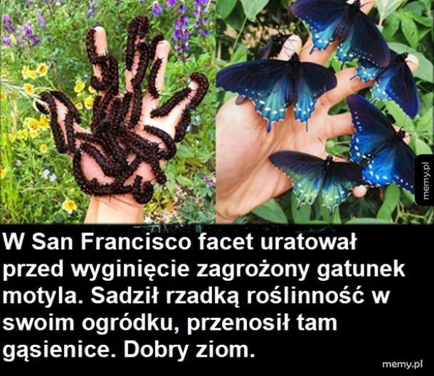 Dobra wiadomość dla entomologów