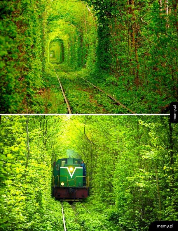 Zielony tunel