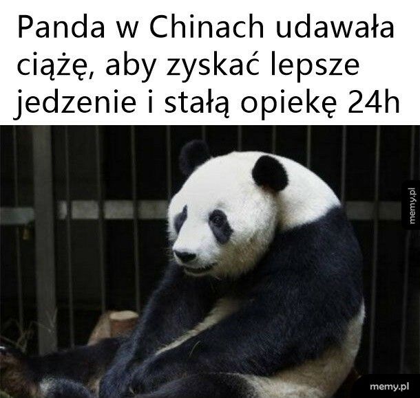 Cwana panda