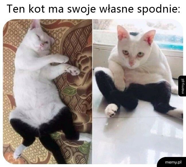 Kot w spodniach