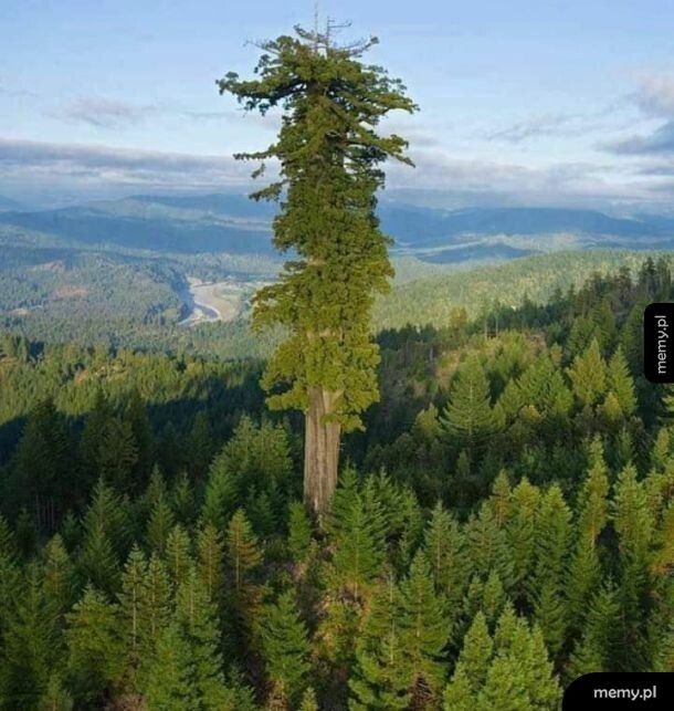 Hyperion - najwyższe drzewo świata