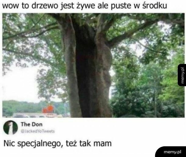 Puste drzewo