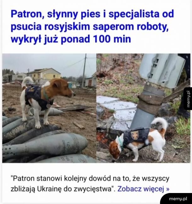 Dobry piesek