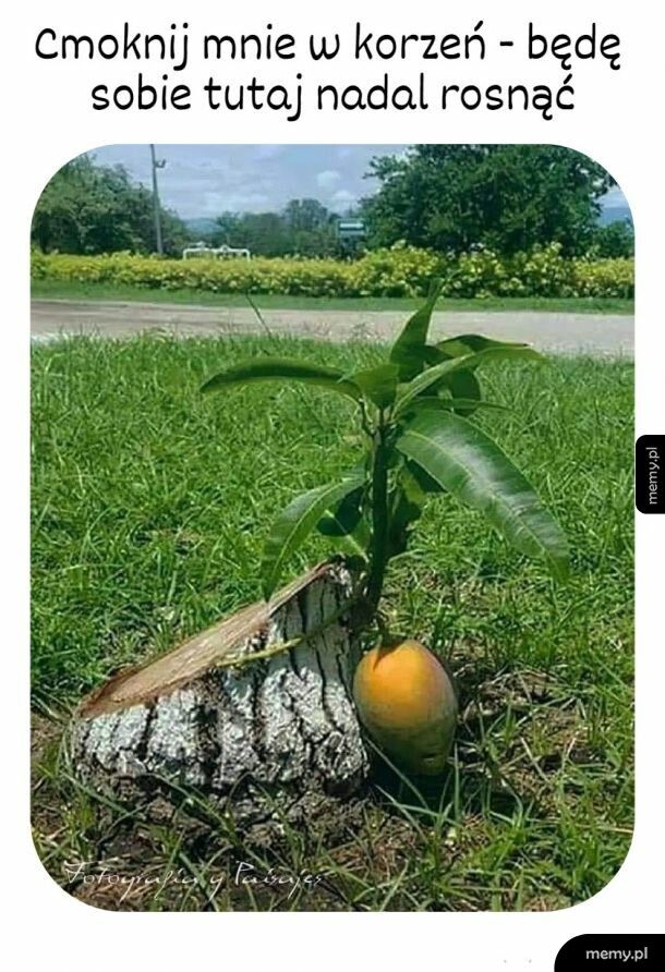 Uparte mango