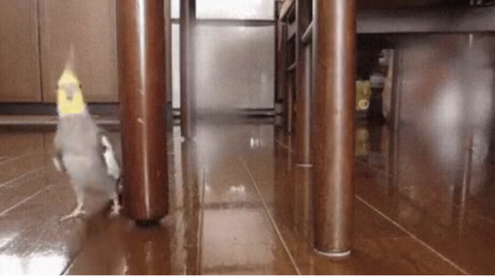 Ninja