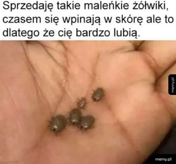 Maleńkie żółwiki