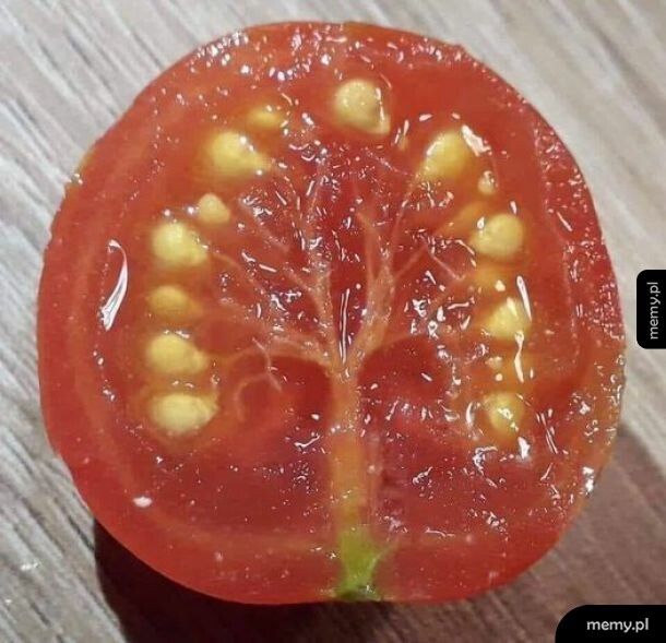 Drzewo widzę w tym pomidorku