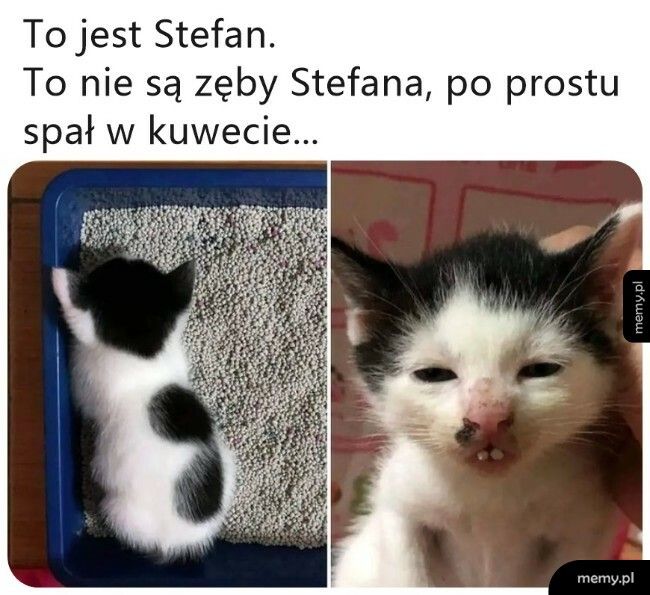 Kot Stefan
