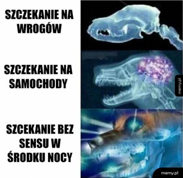 Szczekanie