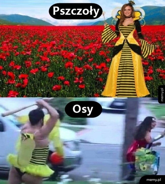 Pszczoły vs. Osy