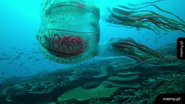 Bardzo rzadka meduza uchwycona po raz pierwszy na wideo