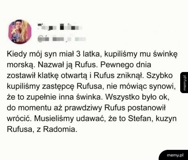 Zaginiona świnka morska