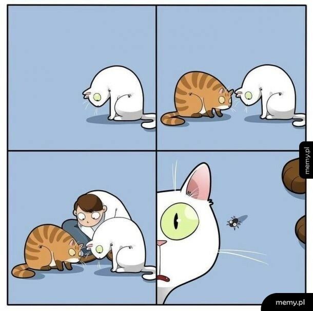 Kot vs. Pająk