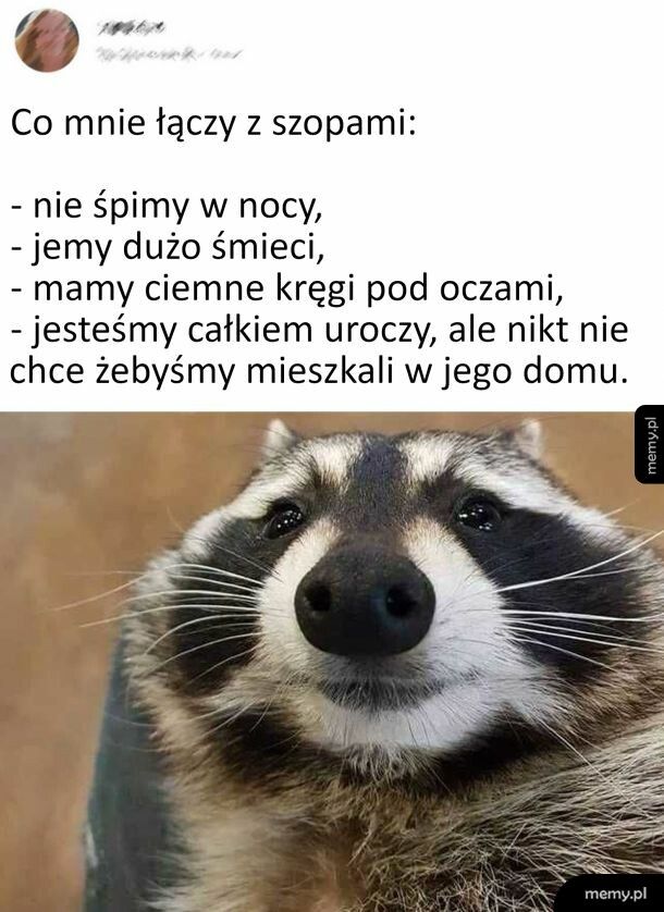 Co mnie łączy z szopami