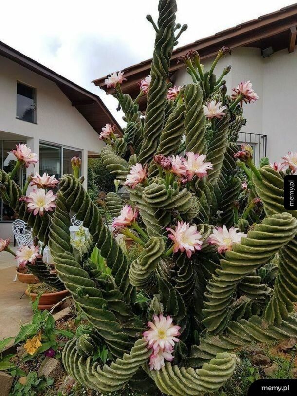Pokręcony kaktus