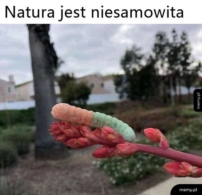 Natura
