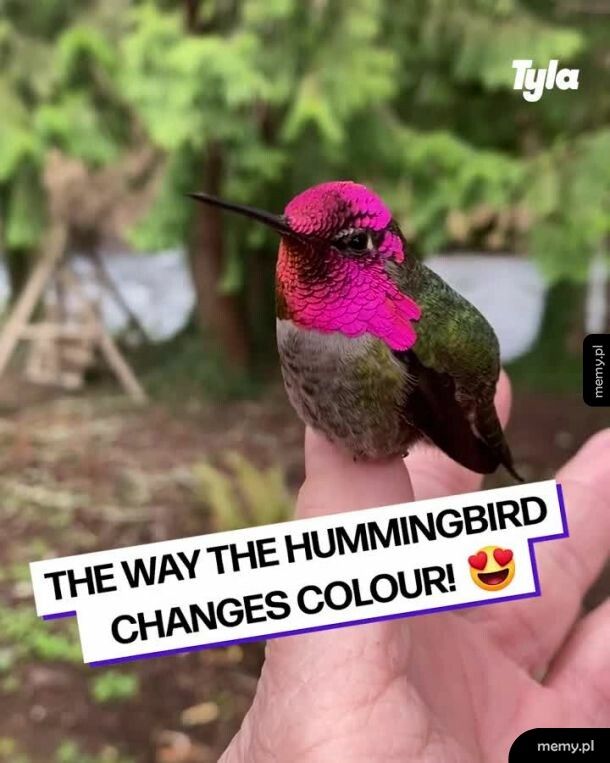 Upierzenie kolibra