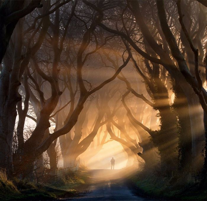 Droga z Królewskiej Przystani: Dark Hedges, Irlandia Północna.