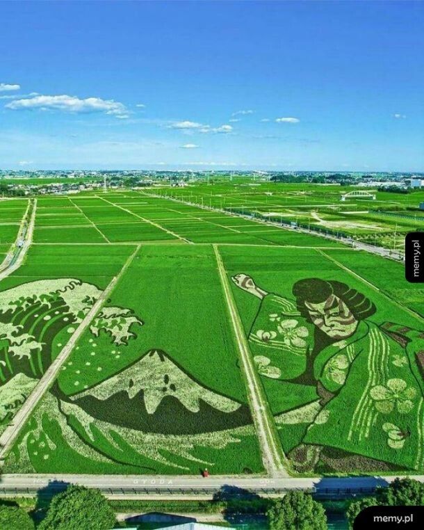 Sztuka na polach ryżowych