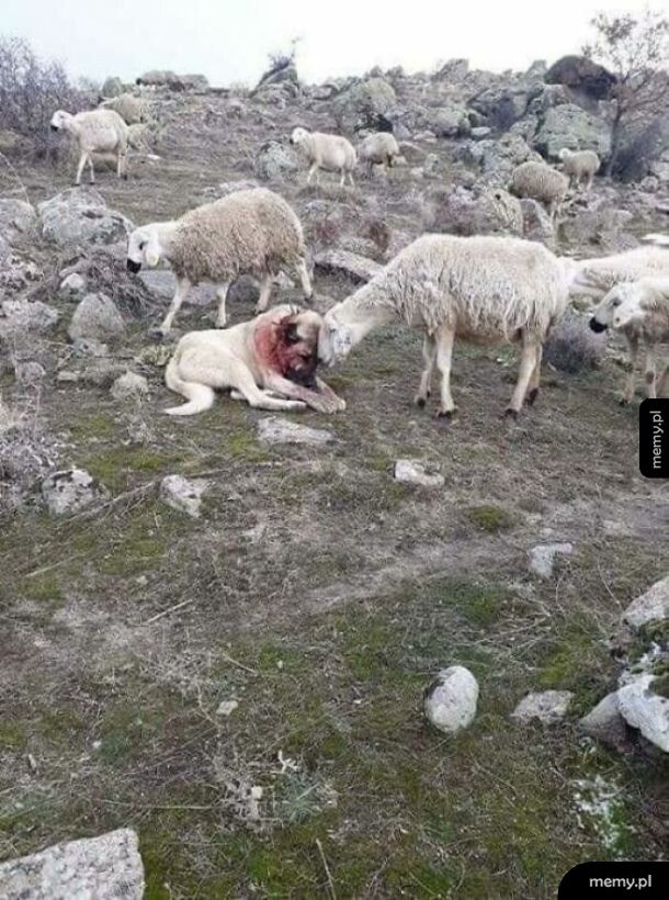 Owca dziękuje psu za ochronę przed wilkami