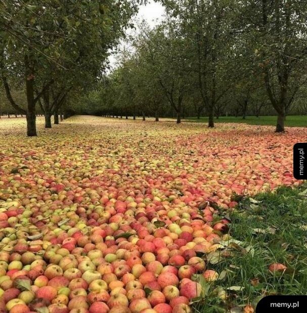 Jabłkowy dywan
