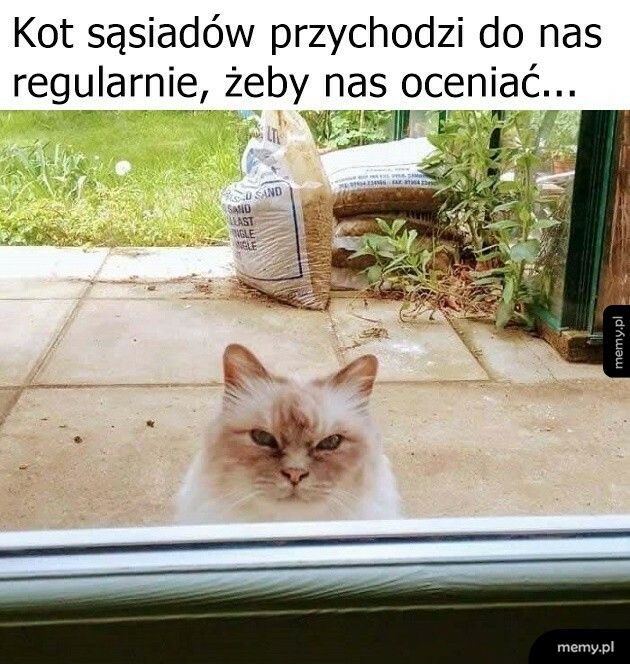 Kot sąsiadów