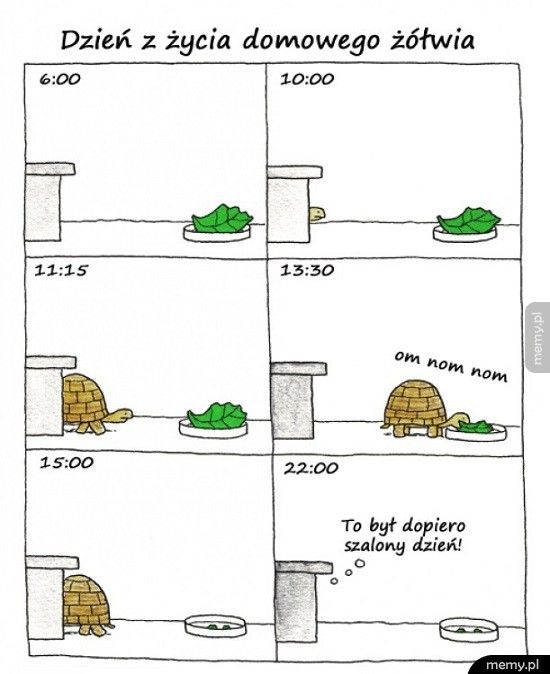 Dzień z życia żółwia