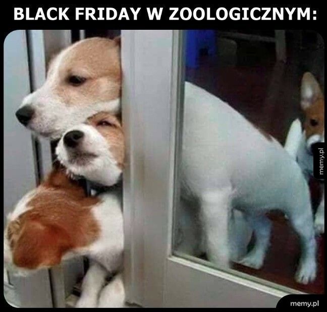 Black Friday w zoologicznym