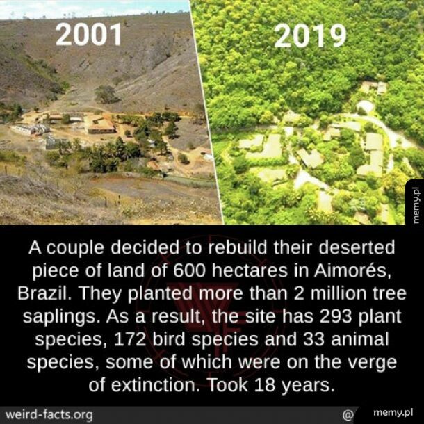 Dwa miliony drzew w 18 lat.