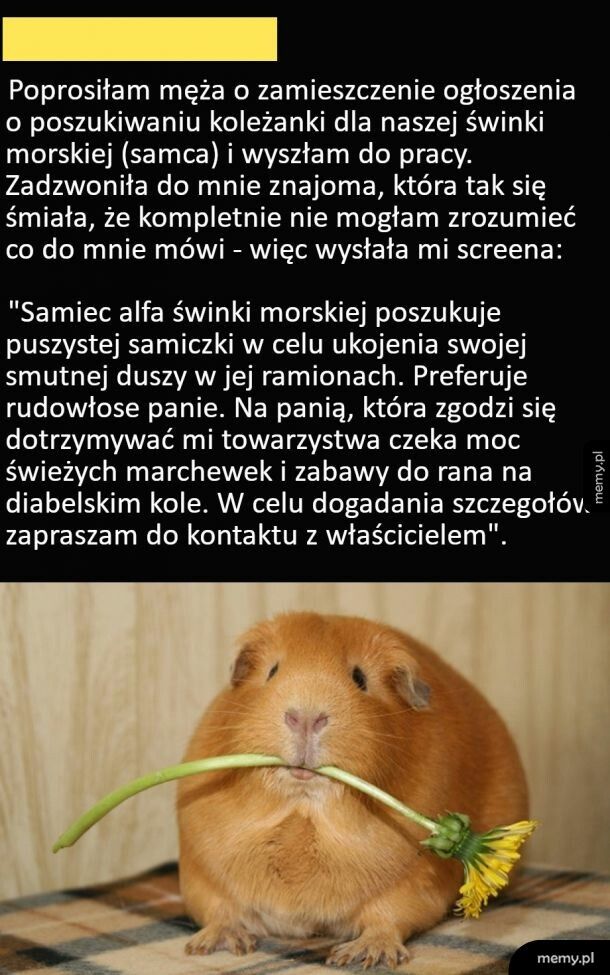 Samiec alfa poszukuje samiczki